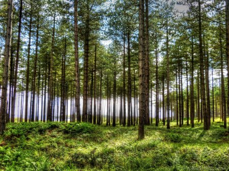 Елово Сосновый лес