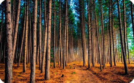 Пихтовый лес Сосновый Бор