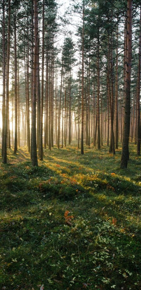 Лес сосны