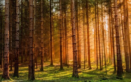 Сосновый Бор и еловый Бор