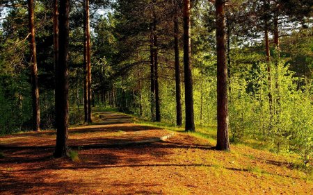 Лужский район лето лес