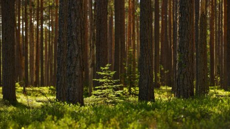 Карельская Тайга Сосновый Бор