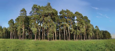 Сосновый Бор Ярославль лес