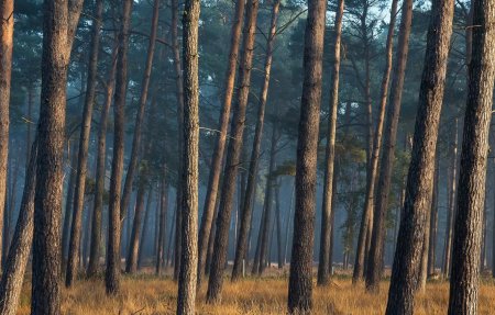 Кувинский Сосновый Бор