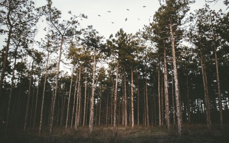 Сосновые леса