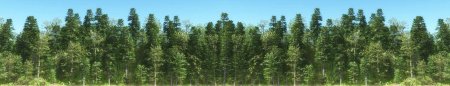 Панорама леса