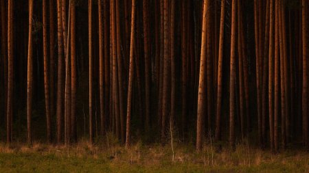 Дремучий Сосновый Бор