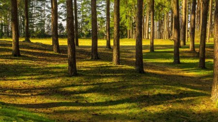 Лесная Поляна Сосновый Бор