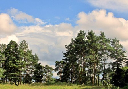 Сосна обыкновенная