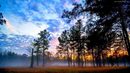 Сосновый лес в тумане