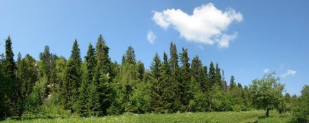 HDRI хвойный лес