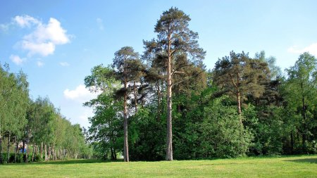 Сосновый Бор опушка