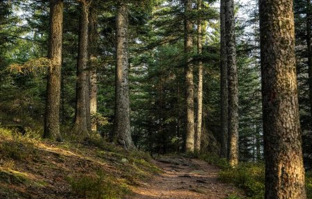 Сосновый лес обои