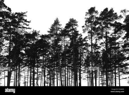 Силуэт леса