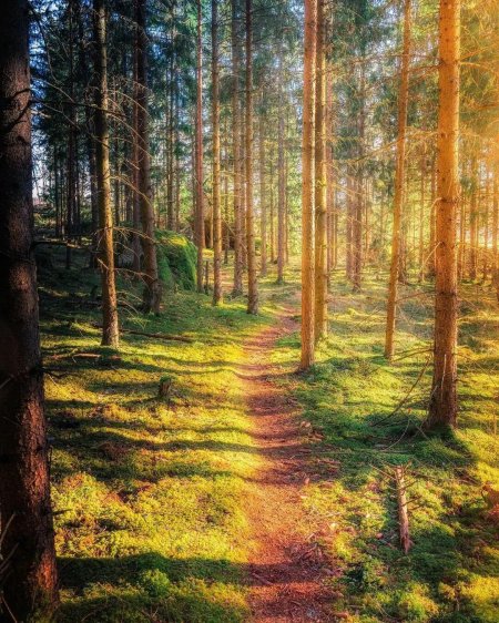 Пейзажи лес