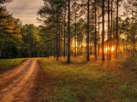 Орехово Зуево Сосновый лес