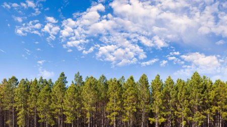 Сосновый лес и небо