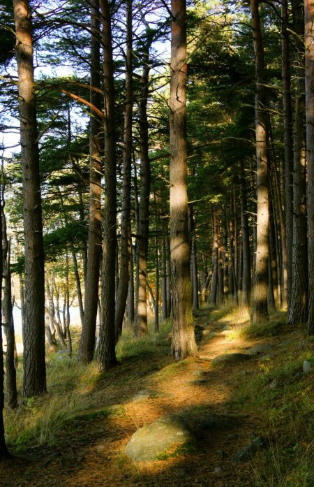 Бор Сосновый Бор