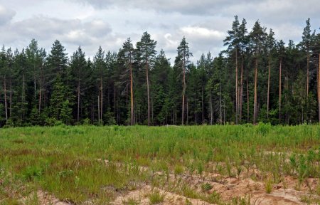 Ныроб Сосновый лес