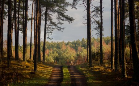 Сосновый лес Марий Эл