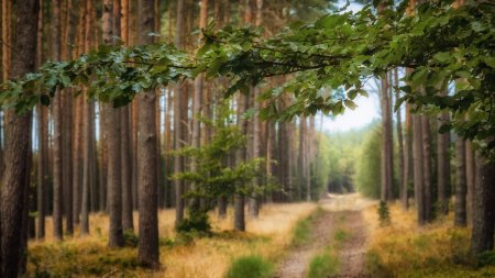 Дубово Сосновый лес