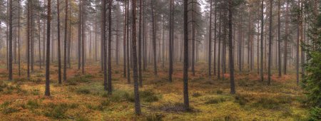 HDRI карты лес сосны