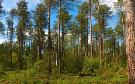 Бор хвойный лес