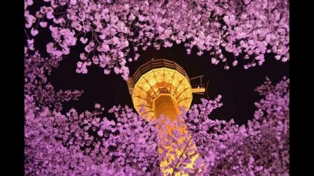 Тэгу Южная Корея природа