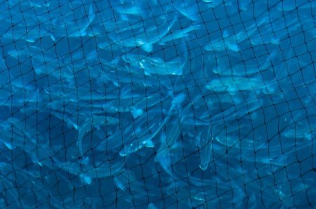 Вода в бассейне