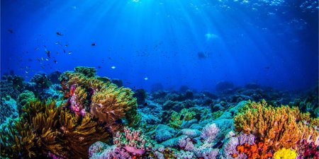 Риф Туббатаха Филиппины