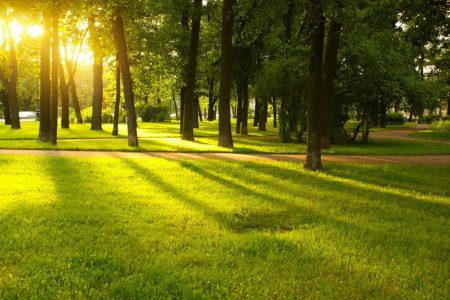 Фон летний парк