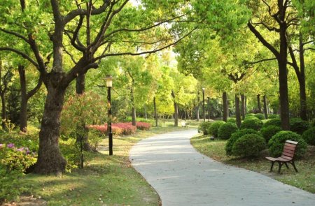 Аллея в парке