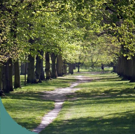 Васильевское Липовая аллея