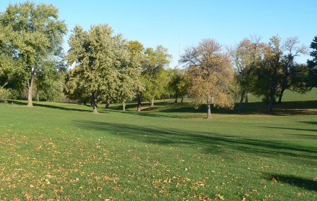 Деревья в парке