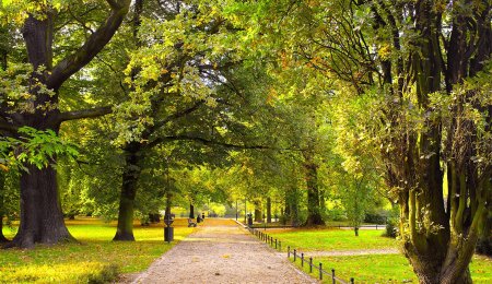 Липовая аллея Чертаново центральное