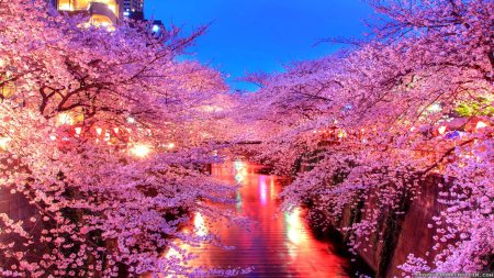 Cherry blossom