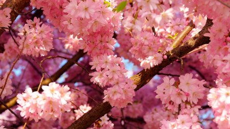 Сакура черри блоссом