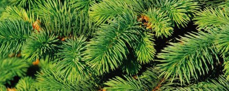Пихта Сибирская хвоинки