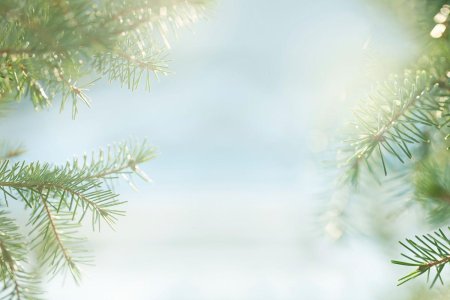 Еловые ветки фон