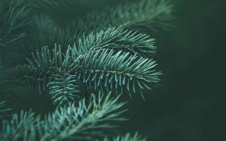 Фон хвоя
