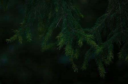 Хвоя текстура