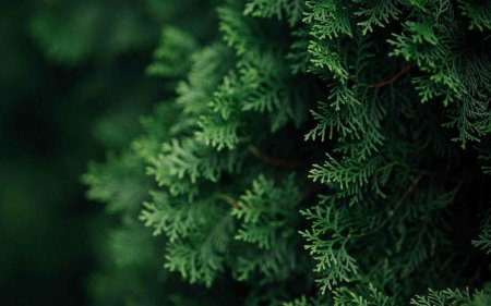 Туя Западная Брабант хвоя