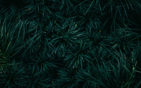 Темно зеленая хвоя