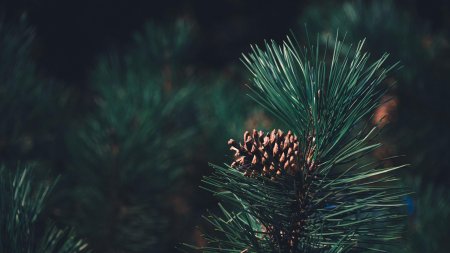 Кедр Сибирский хвоинки