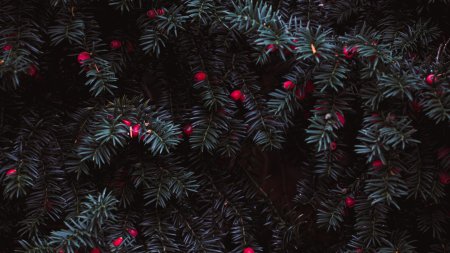 Taxus baccata