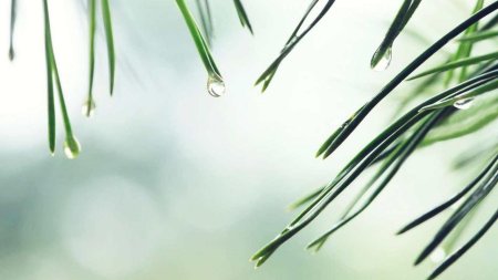 Весна капель