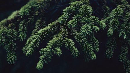 Пихта Сибирская ветка