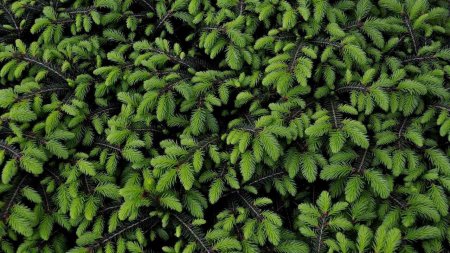 Пихта нобилис