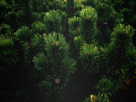 Сосна черная Спилберг