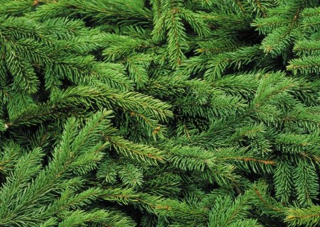 Лапник пихты Нордмана